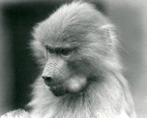 Un jeune babouin sacré avec sa poche buccale pleine, Zoo de Londres, 1925