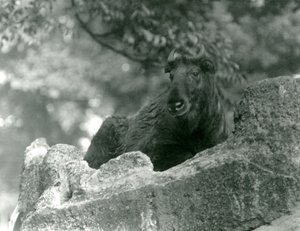 Un jeune Takin, également connu sous le nom de chamois de bétail ou de chèvre gnou, reposant sur un rocher, Zoo de Londres, juin 1924