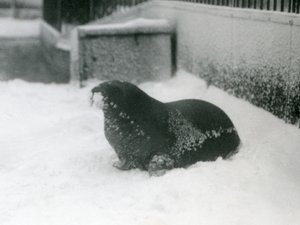 Un jeune morse dans la neige, Zoo de Londres, février 1924