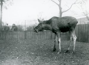 Un jeune Élan/Bison, avec des blessures de bois récemment perdus, debout dans son enclos au Zoo de Londres (photo n/b)