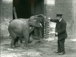 Jeune éléphante indienne avec le gardien H. Robertson, Zoo de Londres, 22 février 1922