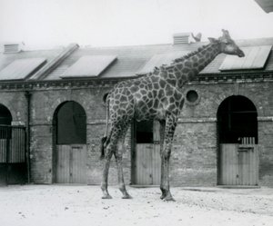 Un jeune girafe mâle debout dans son enclos devant la Maison des Girafes, Zoo de Londres - Frederick William Bond