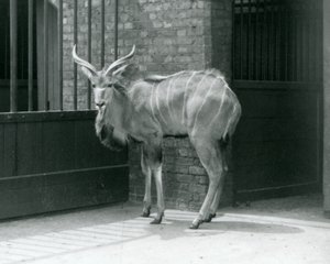 Un jeune mâle Grand Koudou debout dans son enclos au Zoo de Londres en 1929 (photo n/b)