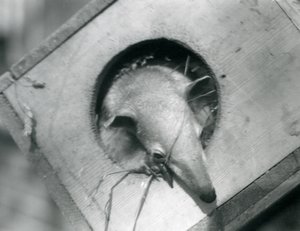 Un jeune tamandua regardant hors de sa boîte de nidification, Zoo de Londres, avril 1925