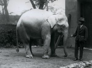 Éléphant blanc albinos Pawah avec le Dr. Saw Po Min, Zoo de Londres, mai 1926