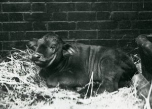 Un veau de buffle du Cap africain, né dans la ménagerie le 8 février 1927, couché dans la paille, zoo de Londres, février 1927