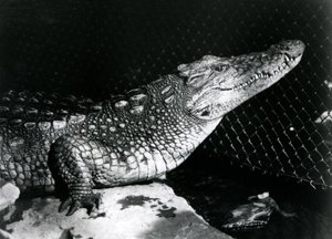 Un alligator américain au Zoo de Londres en septembre 1924 - Frederick William Bond