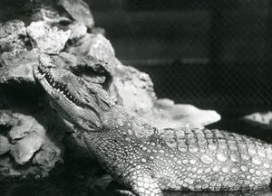 Un alligator américain reposant dans une piscine, regardant vers les rochers au bord de la piscine, Zoo de Londres - Frederick William Bond