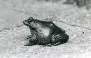 Une grenouille taureau américaine, Zoo de Londres, 1925 - Frederick William Bond