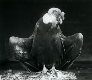 Un condor des Andes reposant sur une bûche, Zoo de Londres, 1925