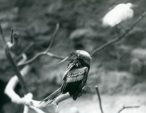 Un anhinga assis sur une branche au Zoo de Londres en septembre 1927