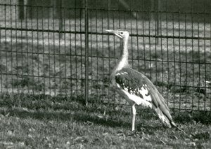 Un outarde arabe debout dans son enclos au Zoo de Londres, 1924
