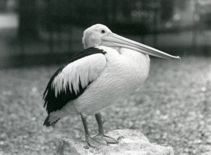 Un pélican australien debout sur une pierre au Zoo de Londres en 1929 (photo n/b)