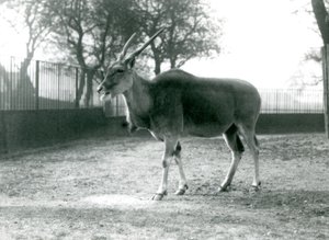 Un éland dans son paddock au Zoo de Londres en juin 1925
