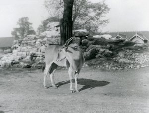 Un éland dans son enclos au Zoo de Londres en 1929 (photo n/b)