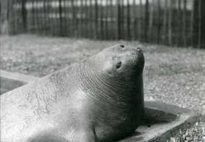 Un éléphant de mer se reposant dans son bassin au zoo de Londres en 1930 (photo n/b) - Frederick William Bond