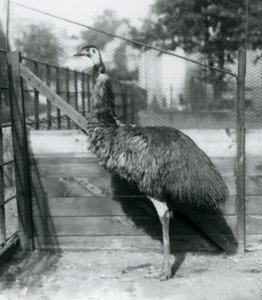 Un émeu au zoo de Londres en septembre 1927