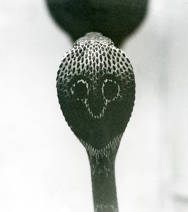 Un cobra indien à lunettes avec tête levée et capuche déployée, Zoo de Londres, octobre 1925