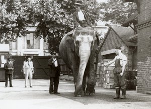 Un éléphant indien pesé par des gardiens au zoo de Londres, août 1935