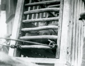 Un rhinocéros indien regarde hors de sa caisse de transport en bois à son arrivée au zoo de Londres en 1924 (photo n/b)