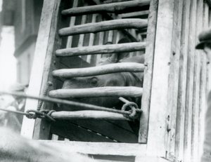 Un rhinocéros indien regardant hors de sa caisse de transport en bois à son arrivée au Zoo de Londres en 1924