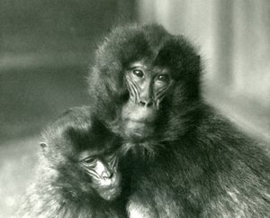 Un adulte et un jeune gelada au zoo de Londres en janvier 1925