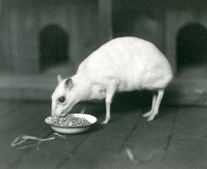Un chevrotain javanais albinos mangeant dans un bol au Zoo de Londres en 1926