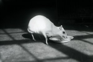 Un chevrotain albinos mangeant dans un plat, zoo de Londres, décembre 1926
