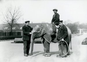 Un éléphant indien bébé avec les gardiens A. Church et H. Robertson au zoo de Londres, juin 1922