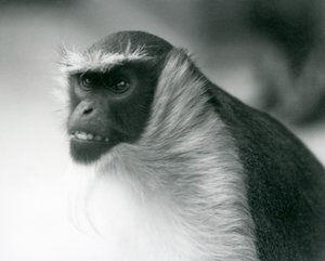 Un singe Roloway en danger au zoo de Londres