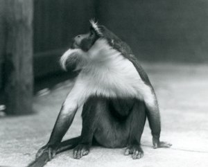 Un singe Roloway en voie de disparition assis par terre, regardant vers le haut, tenant sa queue, Zoo de Londres, 1927