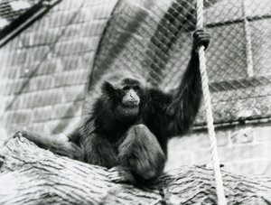 Un gibbon Siamang en danger assis sur une bûche, tenant une corde, zoo de Londres, 1927