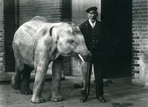 Éléphanteau asiatique avec le gardien Charles Eyles, Zoo de Londres, novembre 1915 - Frederick William Bond