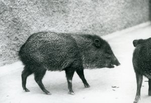Pécaris à collier au zoo de Londres