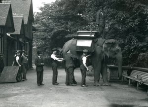 Éléphant d