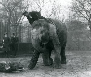 Éléphante asiatique femelle, Indiarani, déplaçant du bois avec sa trompe, tandis que son gardien est assis sur son dos et la dirige, et deux autres personnes regardent, Zoo de Londres, 1925