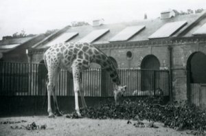 Girafe femelle, 