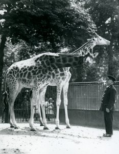 Girafes femelles Maud et Maggie, avec le gardien Ernie Professor Bowman, zoo de Londres, juillet 1924 - Frederick William Bond