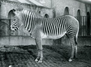 Zèbre de Grévy femelle, Jennie, dans son paddock au Zoo de Londres, 1927 - Frederick William Bond