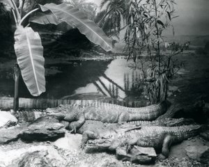 Quatre alligators, dans un cadre panoramique avec un bananier, au zoo de Londres en 1929 - Frederick William Bond