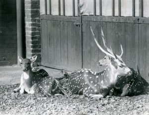 Quatre cerfs axis dont un mâle avec des bois, au Zoo de Londres en 1924