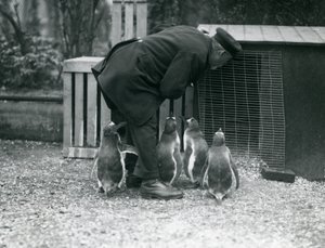 Manchots papous avec le gardien Albert White, Zoo de Londres, c.1914 - Frederick William Bond