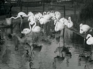 Flamants roses sur leur étang au zoo de Londres, 1926 - Frederick William Bond