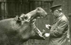 Hippopotame Bobbie avec le gardien Ernie Bowman, Zoo de Londres, 1927 - Frederick William Bond