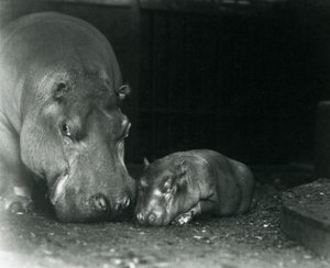 Hippopotame Joan avec son veau mâle Jimmy au Zoo de Londres en mars 1927 - Frederick William Bond