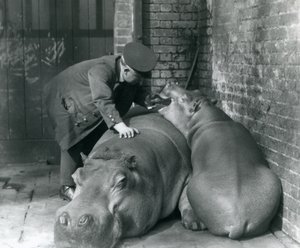 Hippopotames Joan et Jimmy au Zoo de Londres en 1927