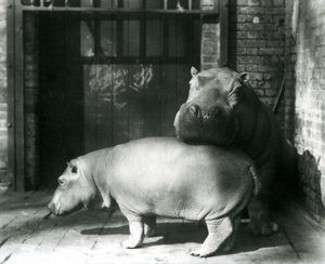 Hippopotames Joan et Jimmy au zoo de Londres en 1927 - Frederick William Bond