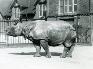 Rhinocéros indien Felix au zoo de Londres