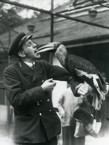 Gardien, T. Raggett nourrissant un grand calao indien avec un fruit tenu dans sa bouche. Zoo de Londres 1924