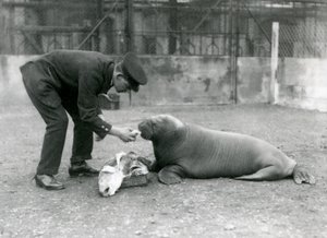 Gardien, Arthur Chandler, nourrissant un jeune morse avec du poisson, Zoo de Londres, 1924